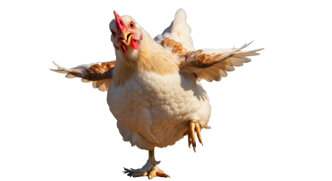 Gallina Animada